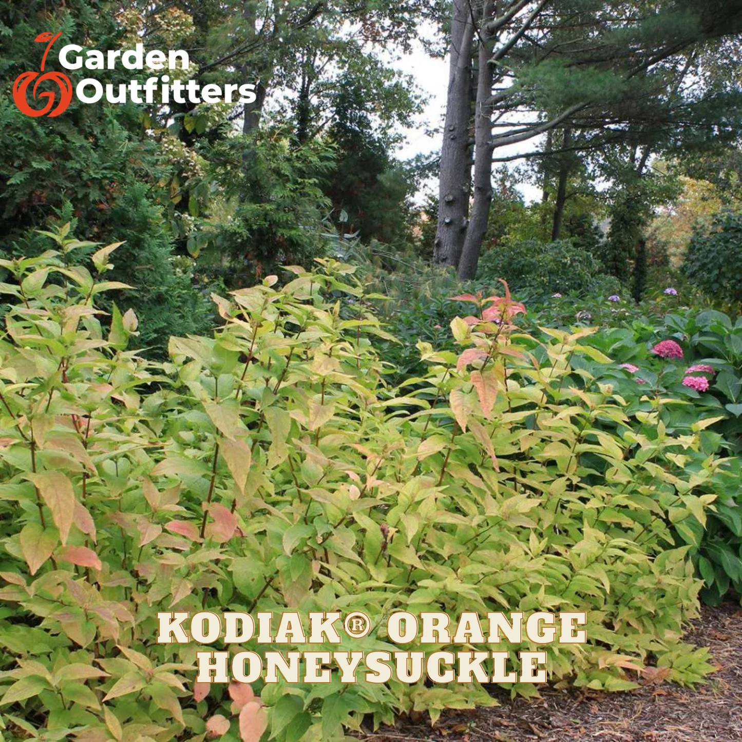 A garden scene showing a dense shrub of Kodiak Orange Honeysuckle with bright orange-yellow leaves, set in a landscaped garden with trees and mulch. The text 'KODIAK ORANGE HONEYSUCKLE' is overlaid at the bottom, and the 'Garden Outfitters' logo is in the top-left corner.