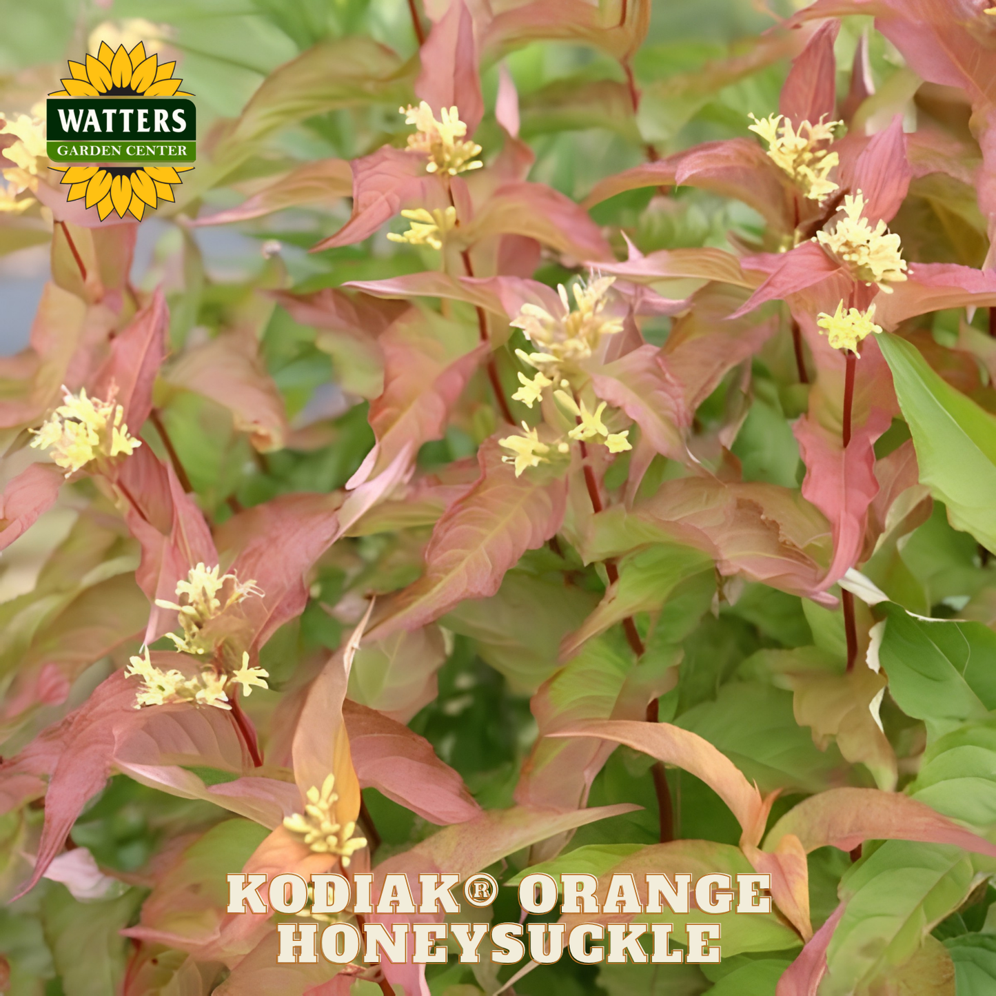 Kodiak Orange Honeysuckle plant with Watters Garden Center logo.