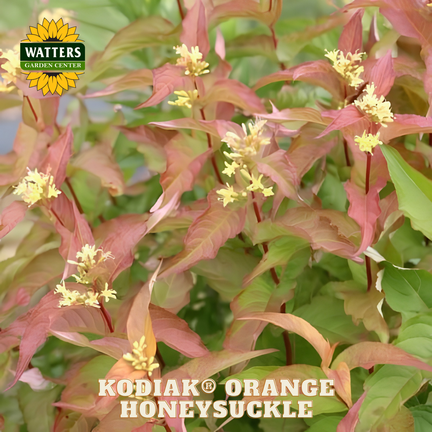 Kodiak Orange Honeysuckle plant with Watters Garden Center logo.