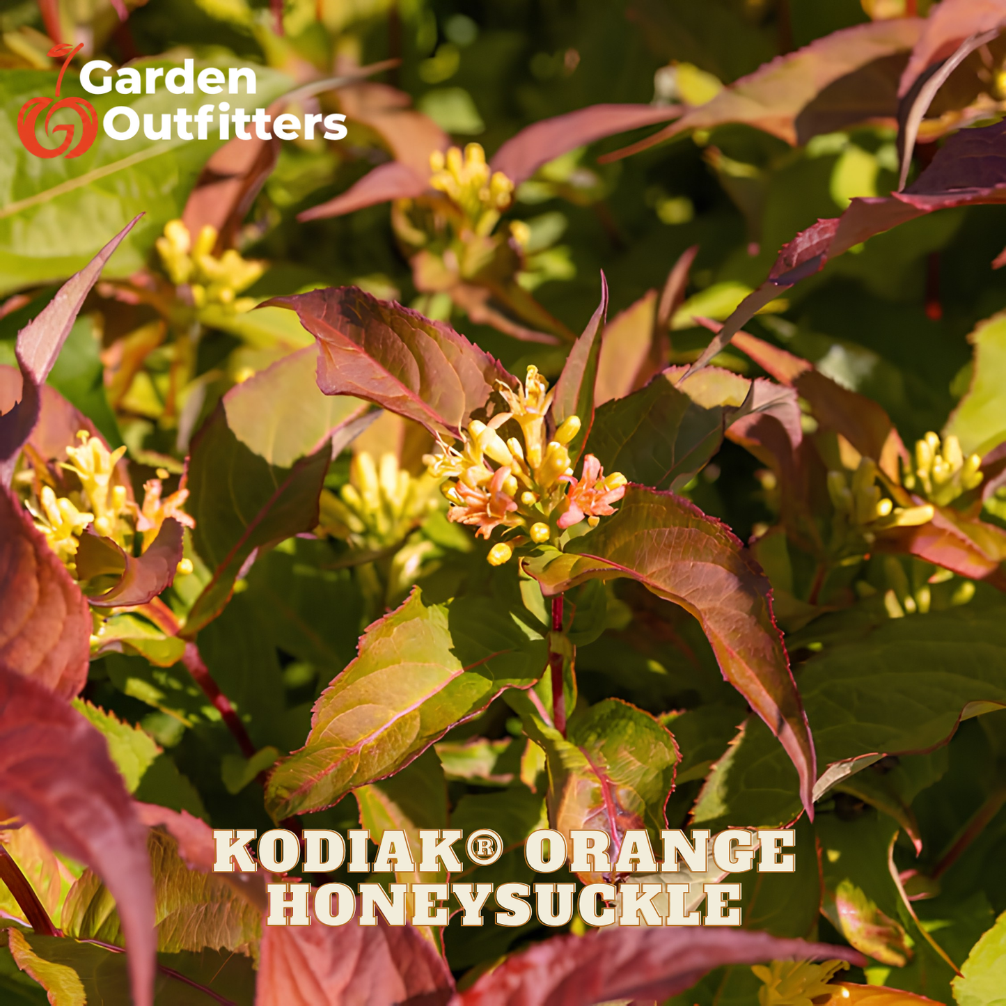 Close-up of a honeysuckle plant with bright orange flowers and reddish-green leaves, with Garden Outfitters branding and the text 'KODIAK ORANGE HONEYSUCKLE' overlaid.