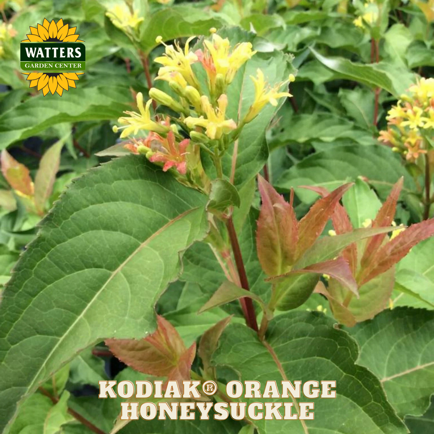 Kodiak Orange Honeysuckle plant with green leaves and yellow flowers, Watters Garden Center logo visible.