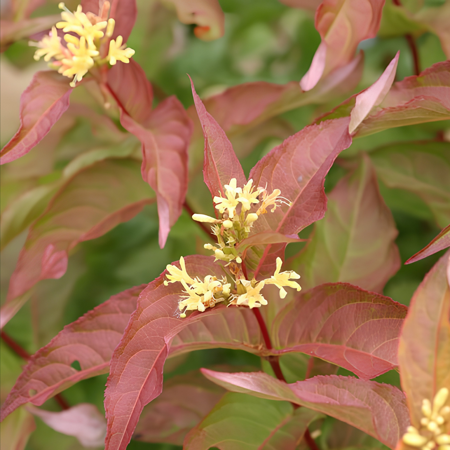 Close-up of a flowering plant with small yellow blossoms and reddish-brown leaves against a soft green blurred background.