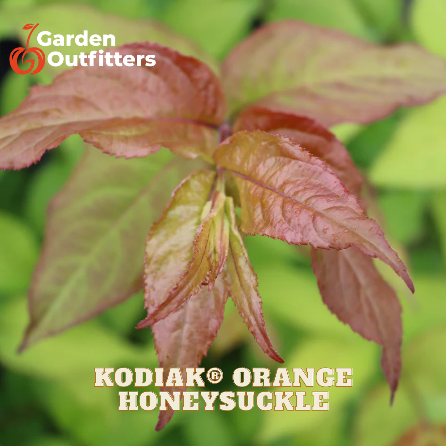 Close-up of a plant branch with reddish-orange hollyhocks labeled 'KODIAK ORANGE HONEYSUCKLE' with the Garden Outfitters logo in the top left corner.