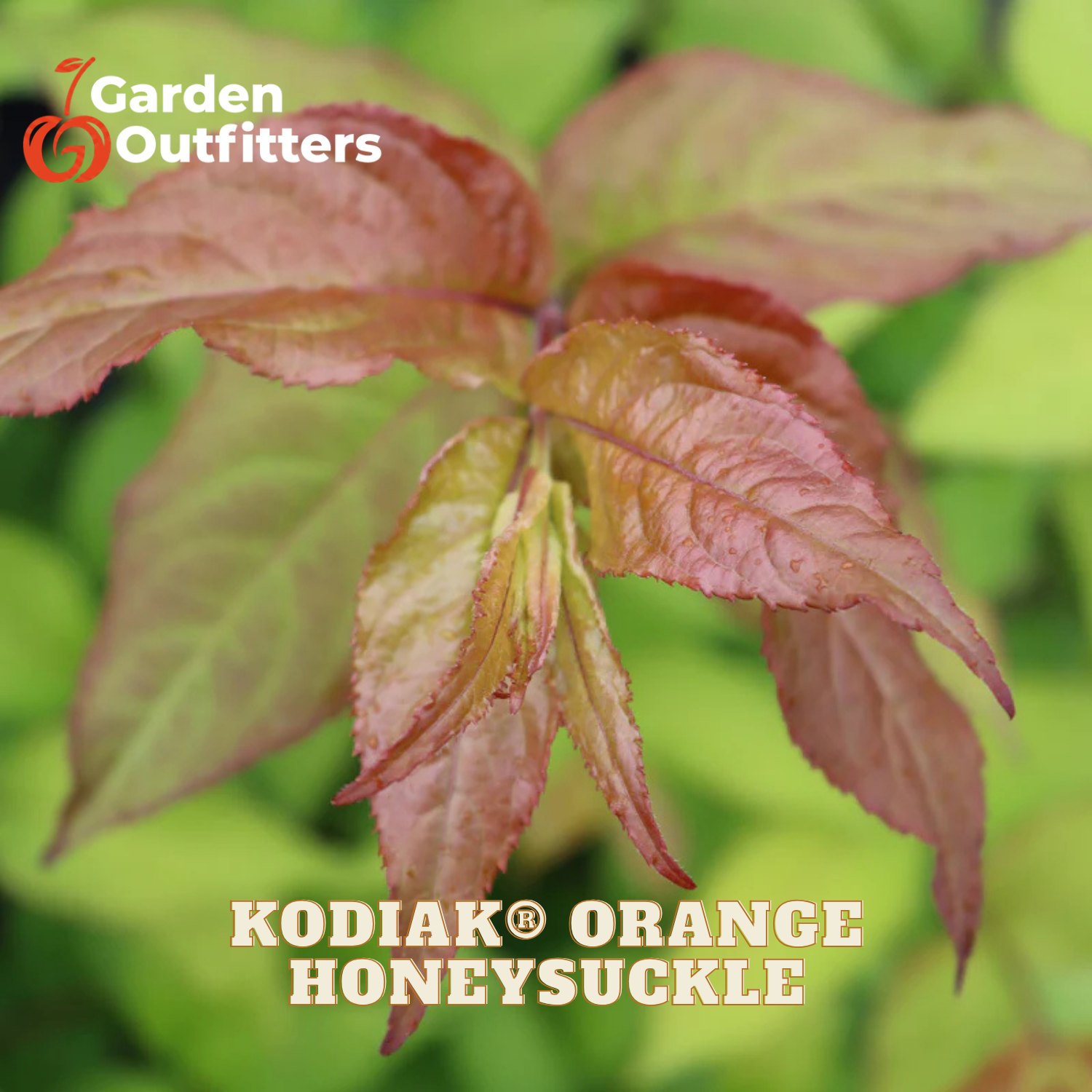 Close-up of a plant branch with reddish-orange hollyhocks labeled 'KODIAK ORANGE HONEYSUCKLE' with the Garden Outfitters logo in the top left corner.