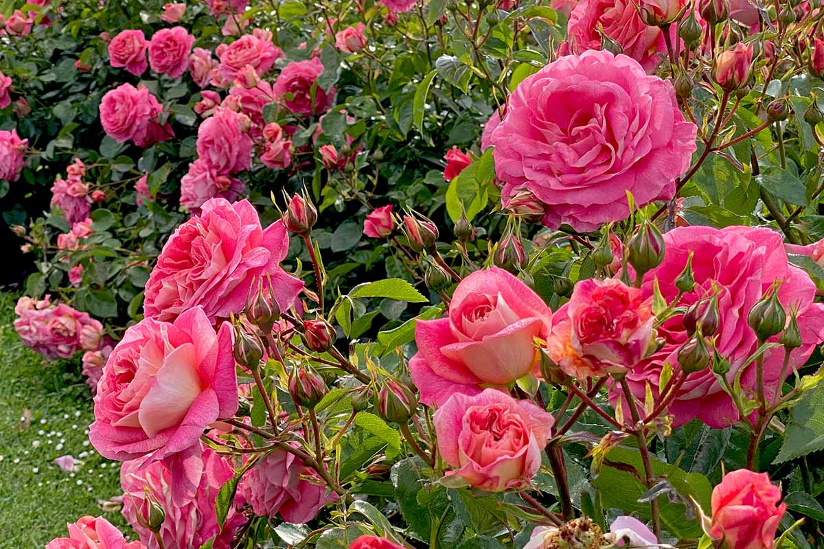 SUNRISE SUNSET EASY ELEGANCE ROSE 2gal
