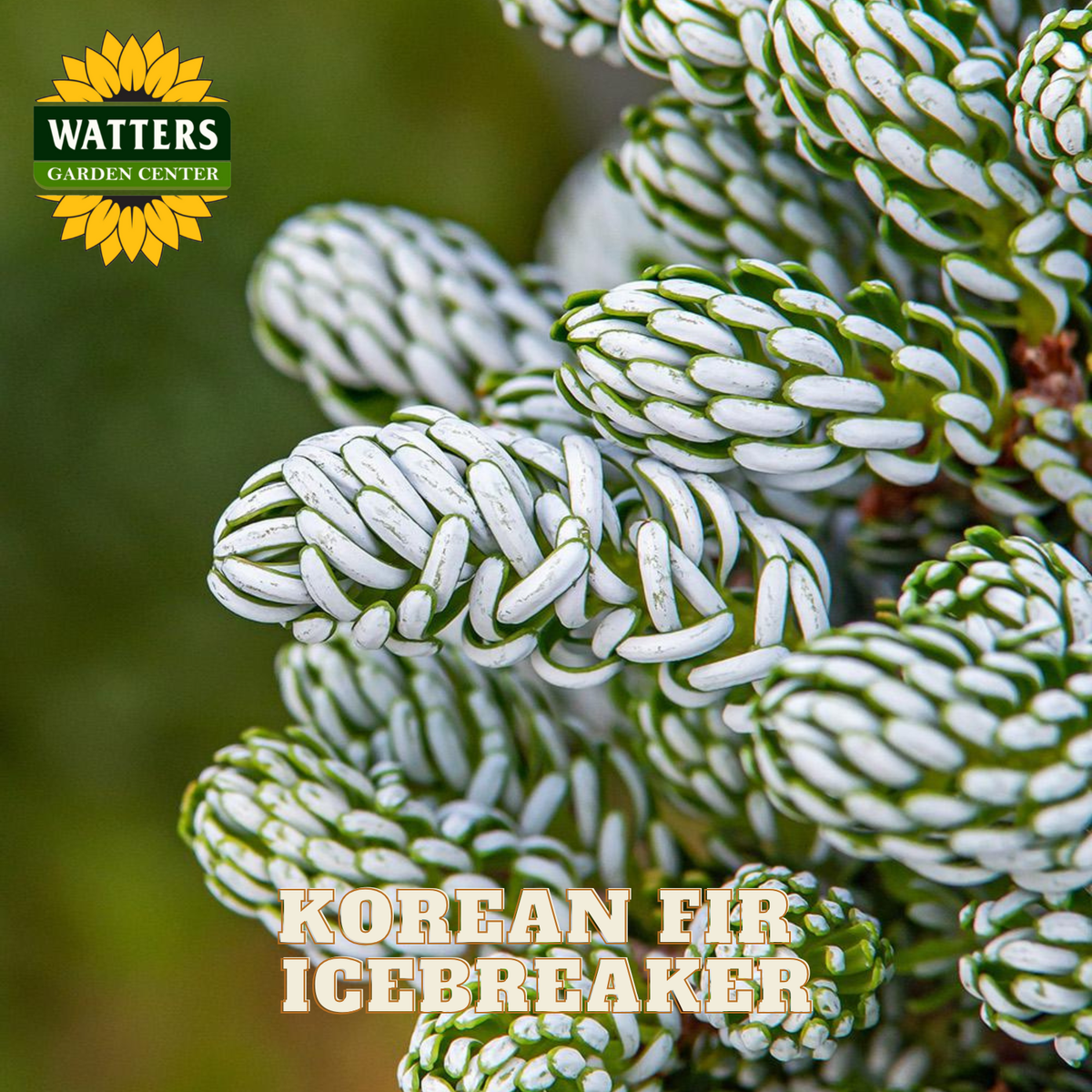 Korean Fir Icebreaker with Watters Garden Center branding