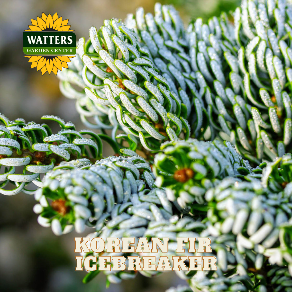 Frost-covered Korean fir branches with Watters Garden Center logo and product name.