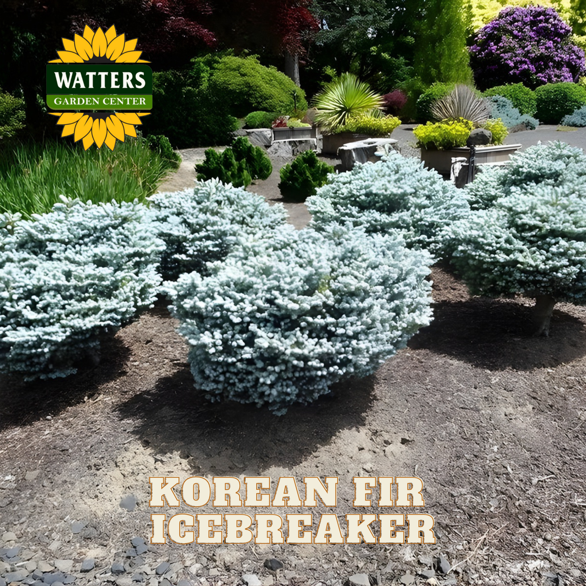 Garden scene with Korean Fir Icebreaker plants and Watters Garden Center logo.