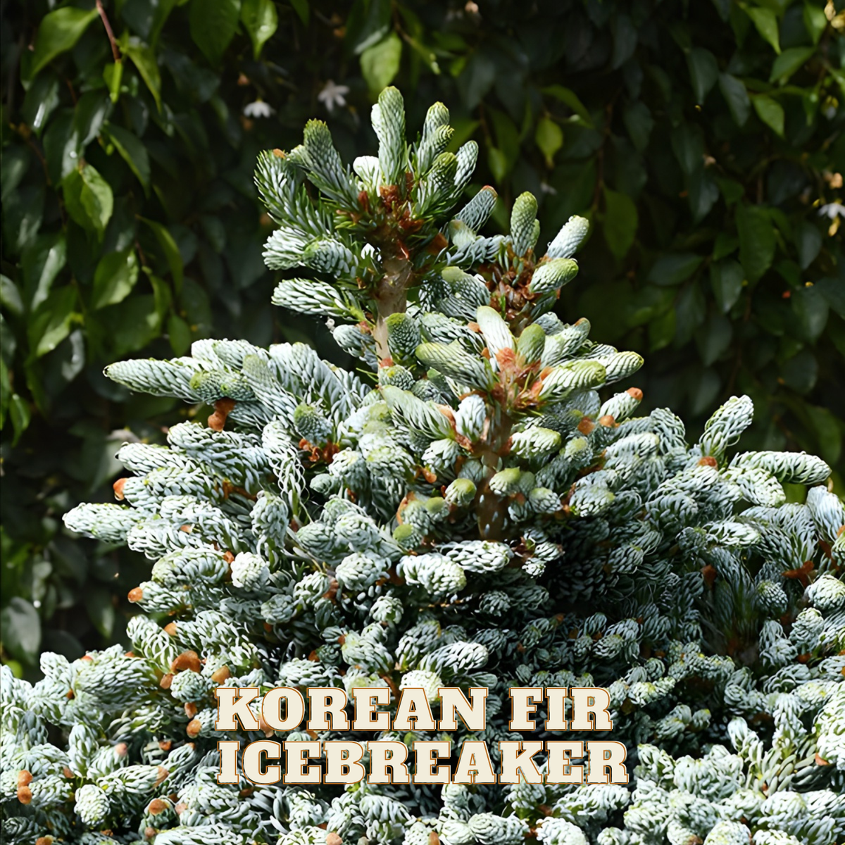 Korean Fir Icebreaker tree with green needles against a blurred green background
