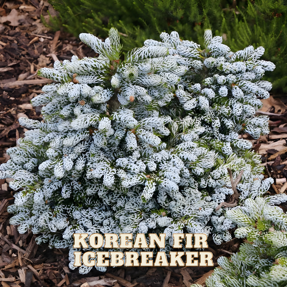 Korean Fir Icebreaker plant with text overlay on a natural background