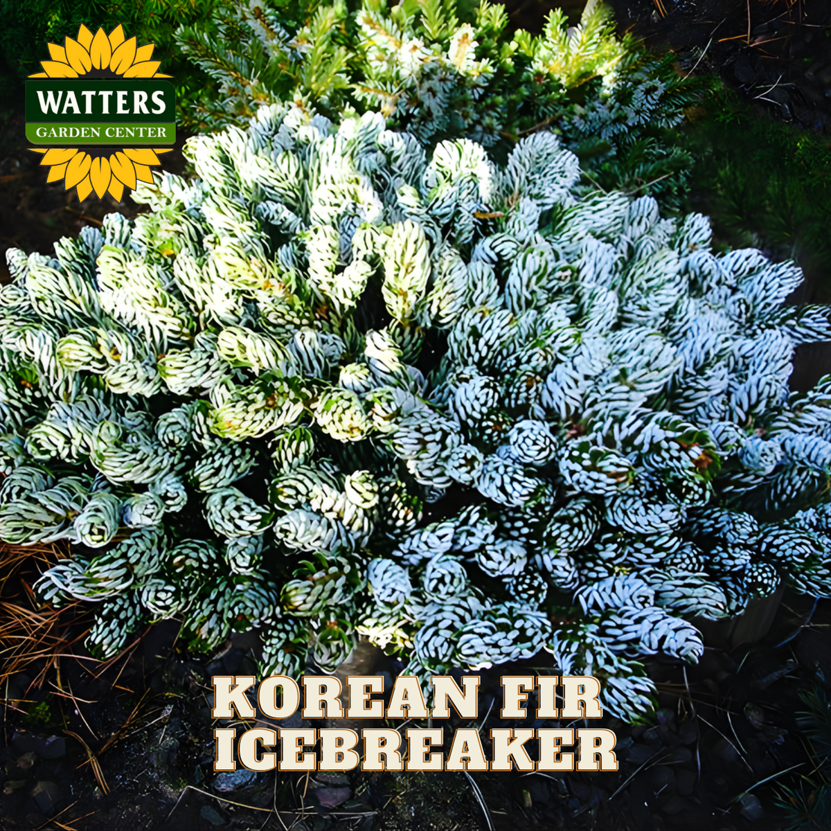 Korean Fir Icebreaker plant with Watters Garden Center branding.
