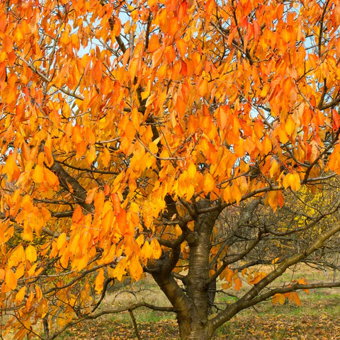 KWANZAN FLOWERING CHERRY TREE 10gal