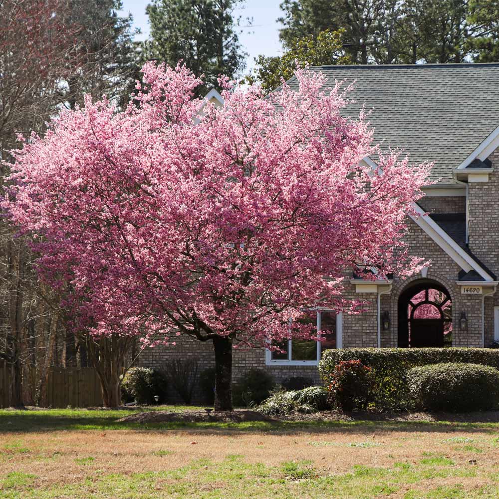 KWANZAN FLOWERING CHERRY TREE 7gal