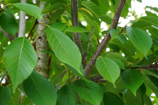 KWANZAN FLOWERING CHERRY TREE 7gal