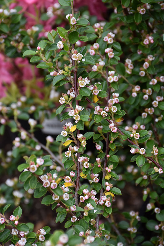 AUTUMN INFERNO COTONEASTER 3gal