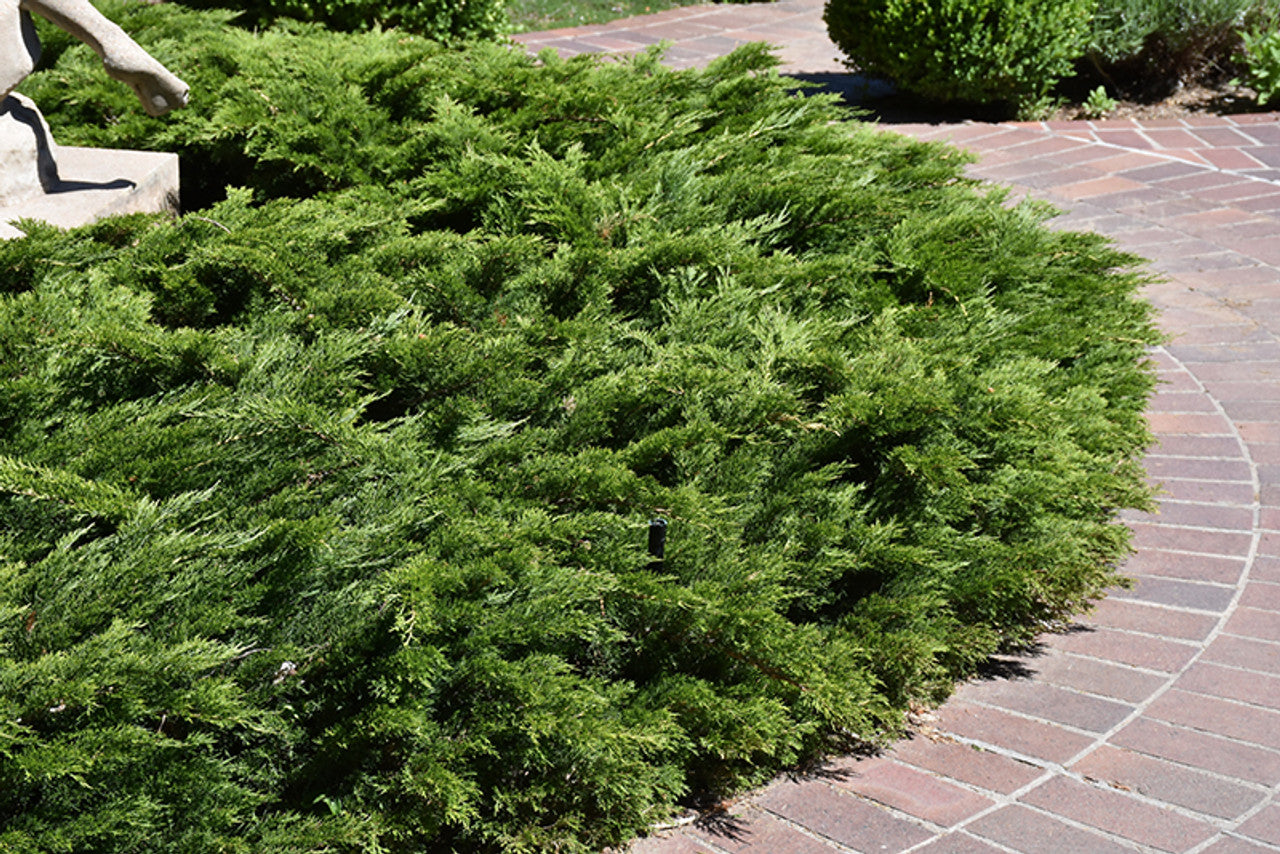 CALGARY CARPET JUNIPER 1gal