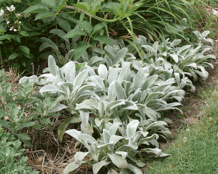 HELEN VON STEIN LAMB'S EAR 1gal