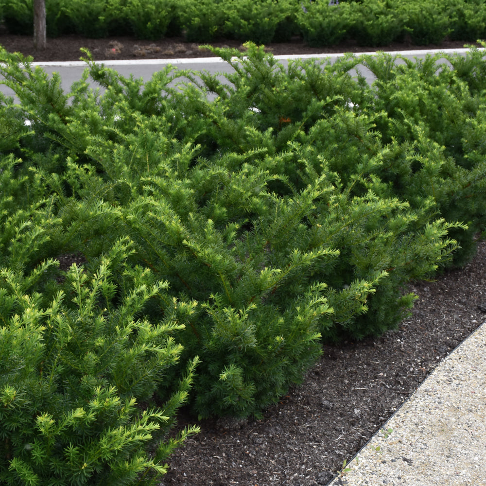 DENSE SPREADING YEW 2gal