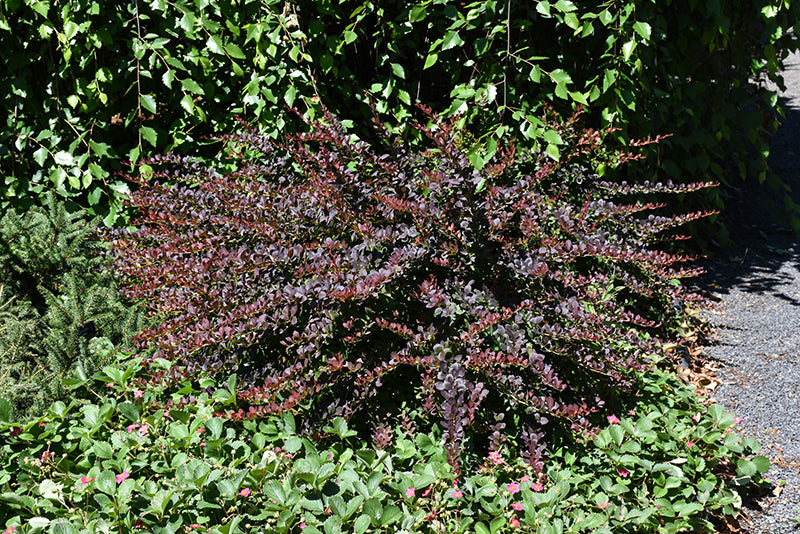 LAVA NUGGET BARBERRY 1gal