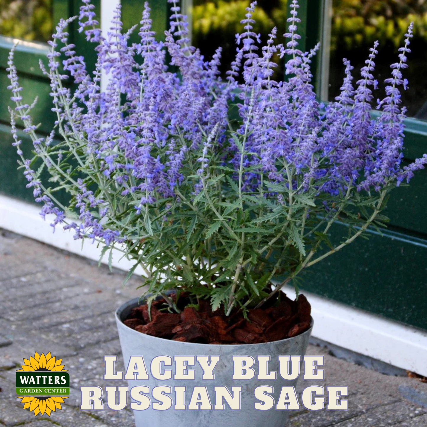 LACEY BLUE RUSSIAN SAGE 1gal