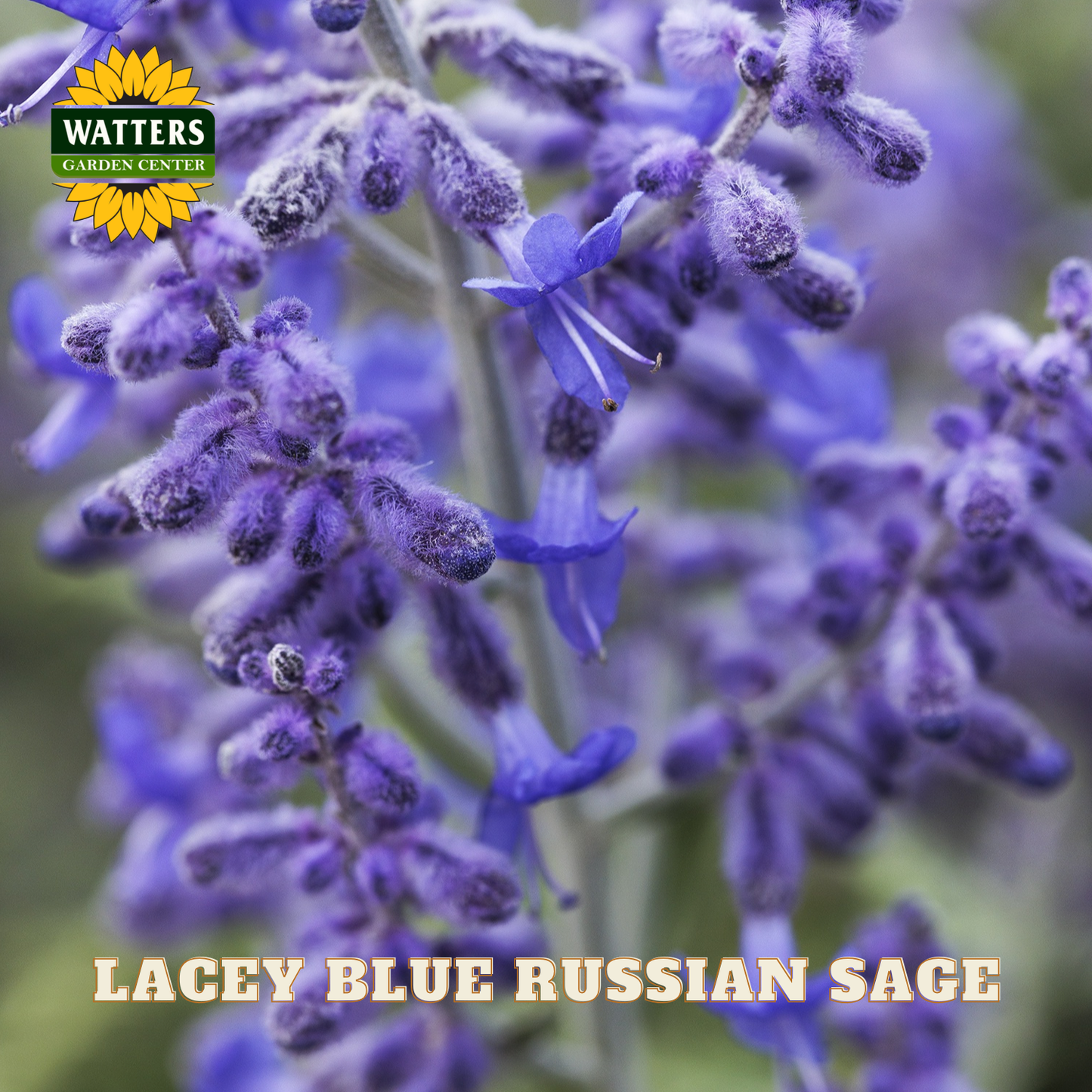 Close-up of Lacey Blue Russian Sage flowers with Watters Garden Center logo.
