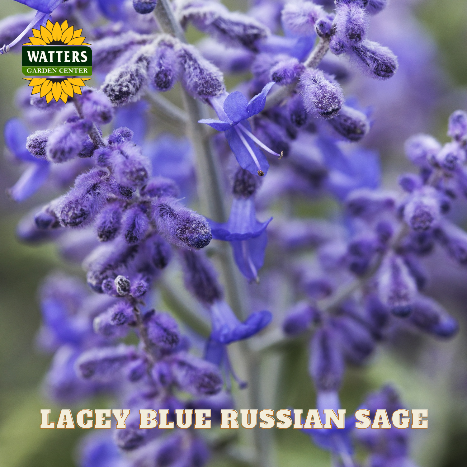 Close-up of Lacey Blue Russian Sage flowers with Watters Garden Center logo.