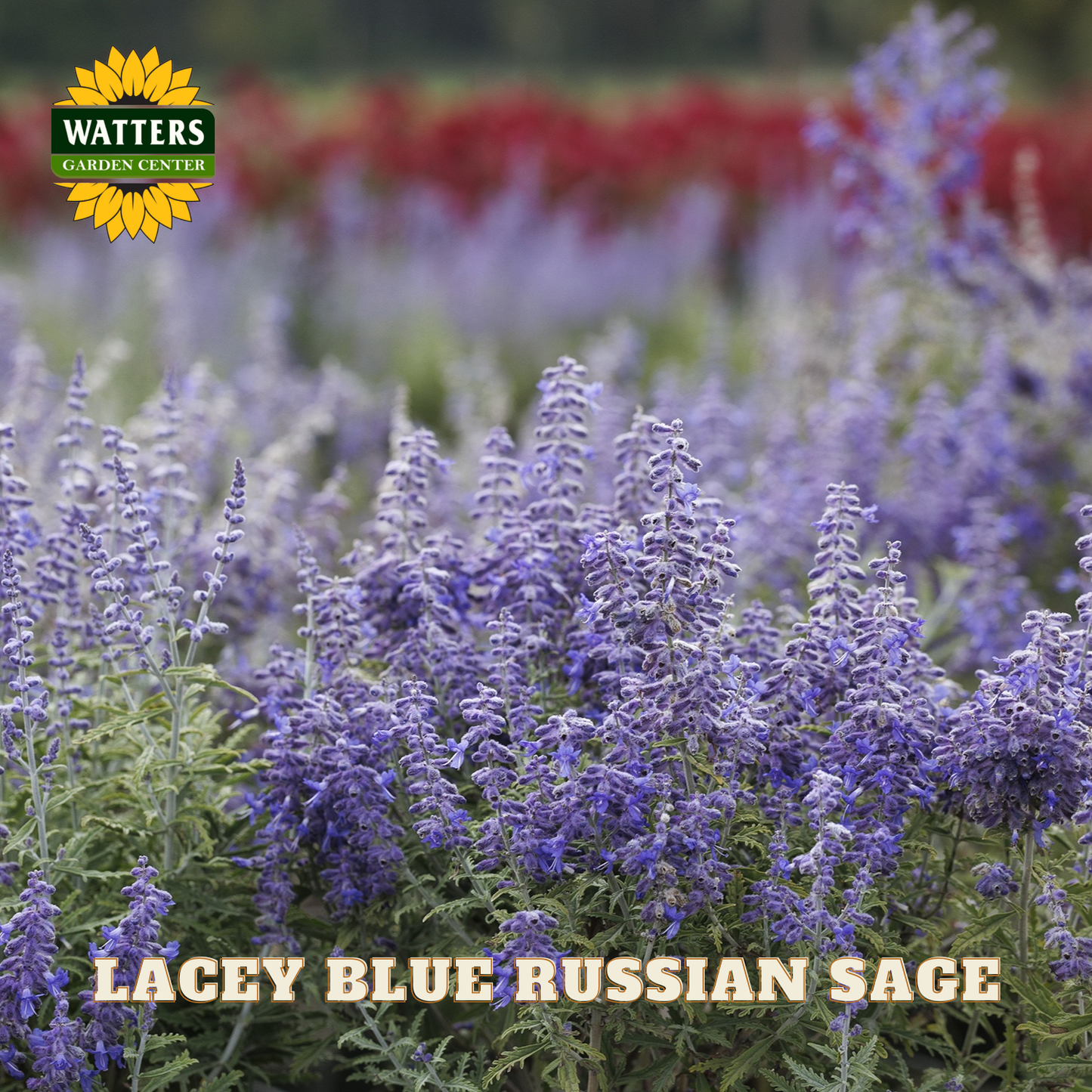Lacey Blue Russian Sage flowers with Watters Garden Center logo in the corner.