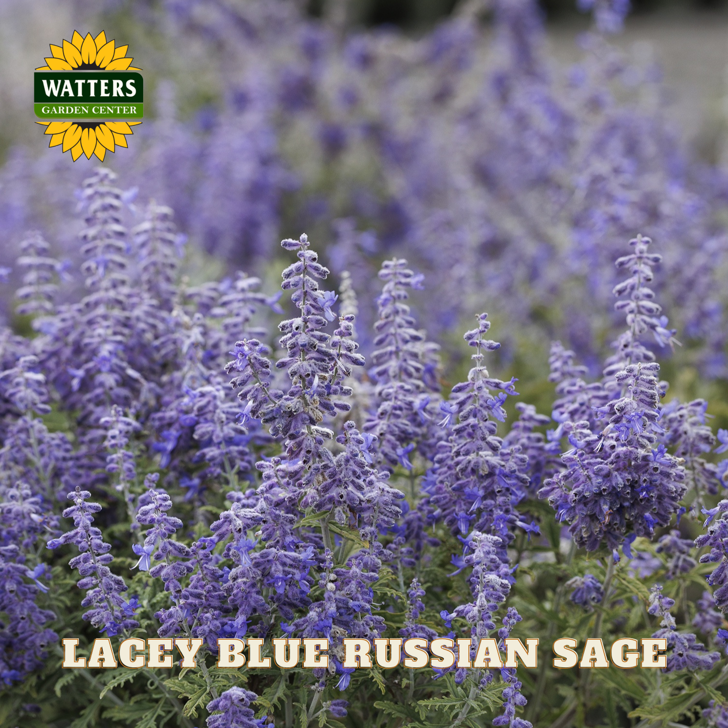 Lacey Blue Russian Sage with Watters Garden Center logo