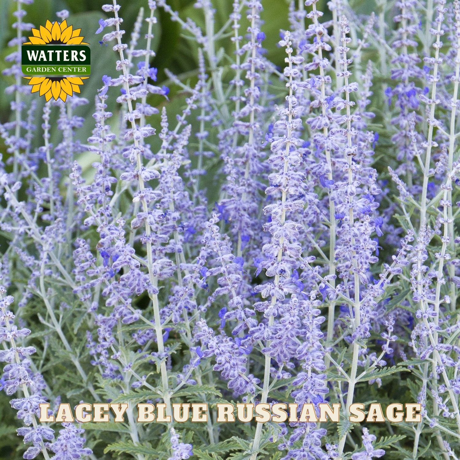 Lacy Blue Russian Sage with Watters Garden Center logo