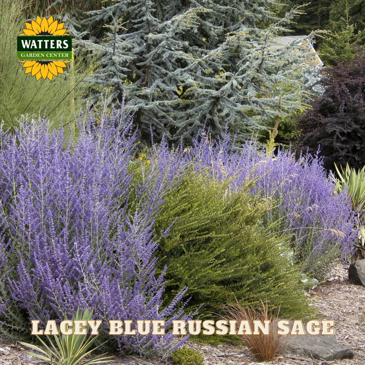 Garden scene with Lacy Blue Russian Sage and Watters Garden Center logo.
