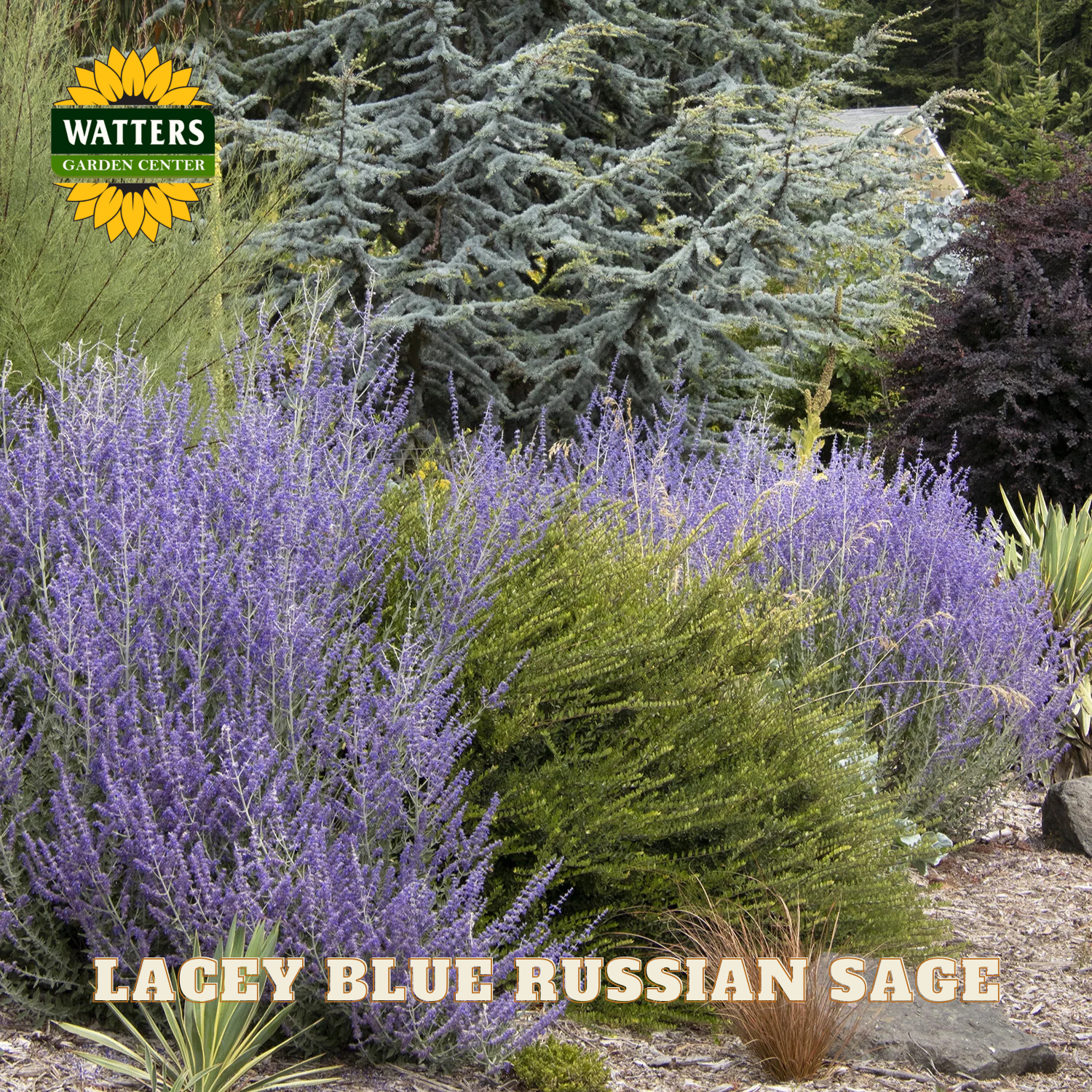 Garden scene with Lacy Blue Russian Sage and Watters Garden Center logo.