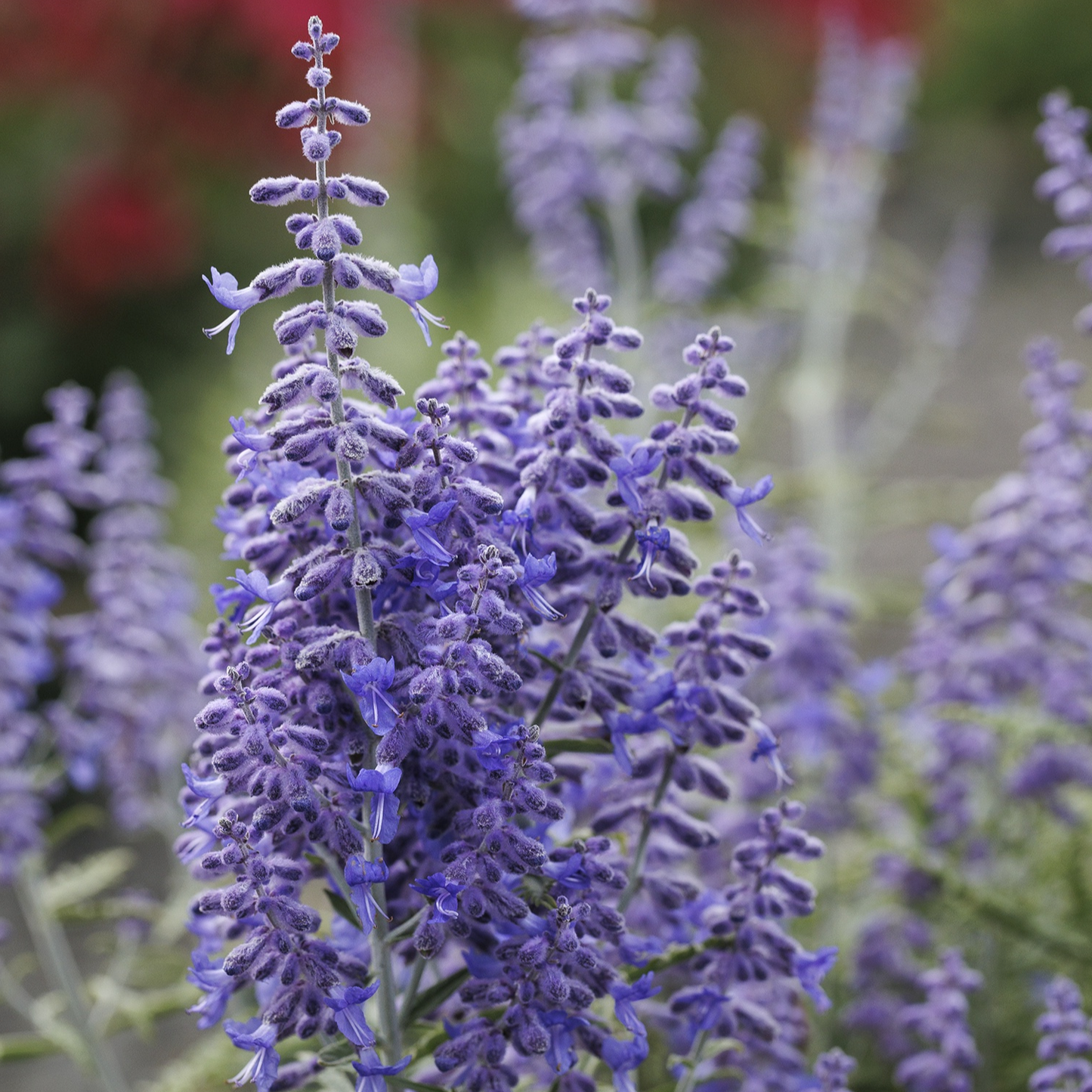 Close-up of a cluster of purple flowers with a blurred background