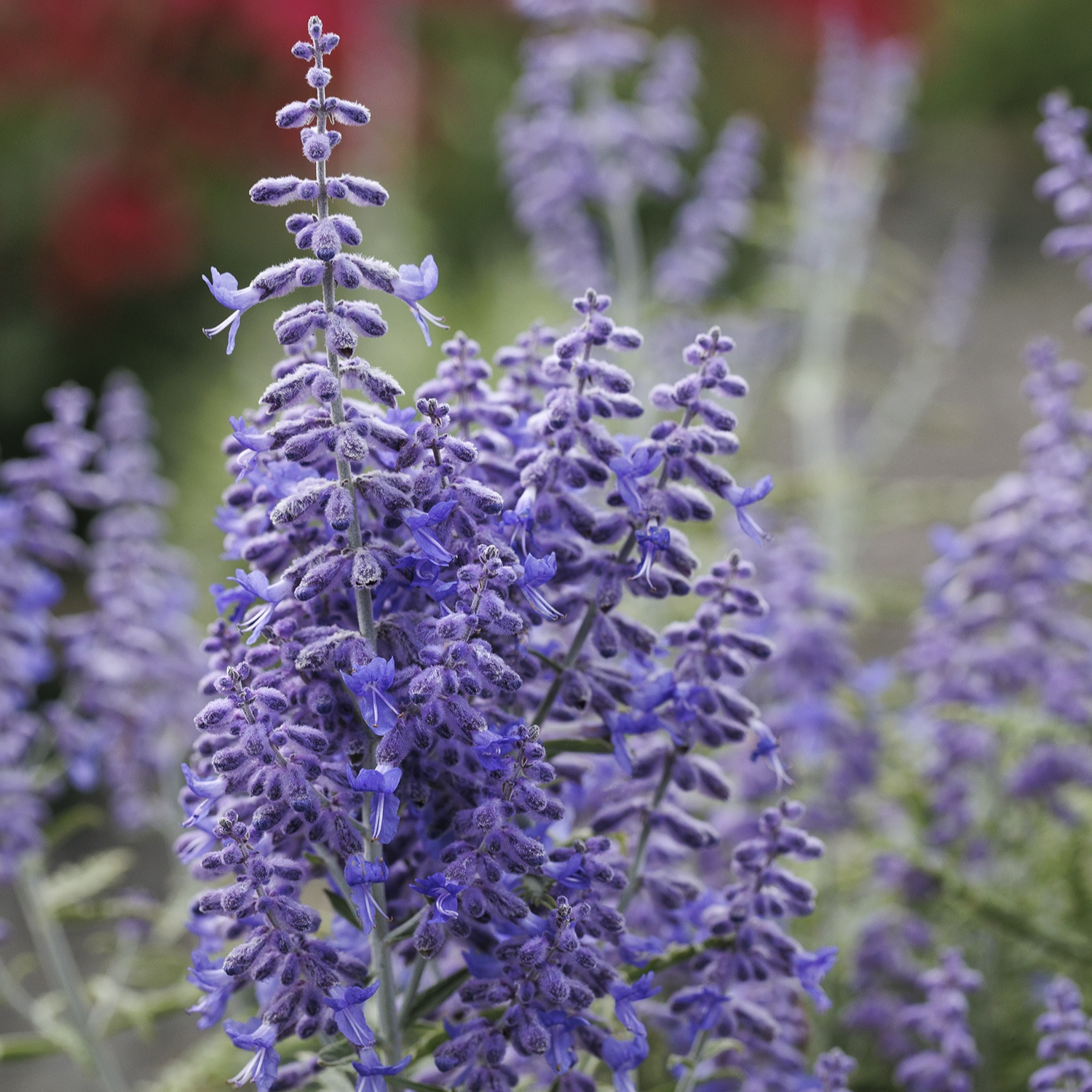 Close-up of a cluster of purple flowers with a blurred background