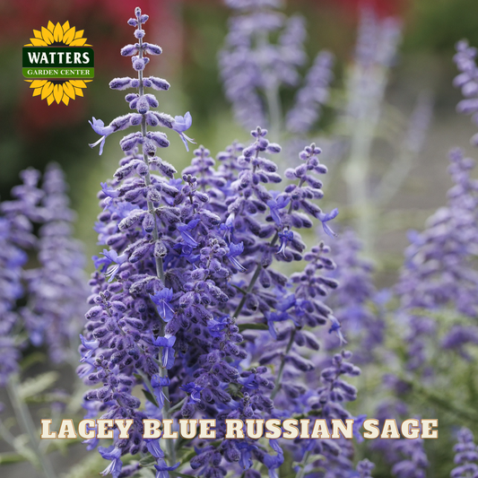 Purple Russian sage flowers with Watters Garden Center branding.