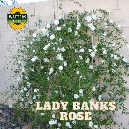 WHITE LADY BANKS CLIMBING ROSE 2gal