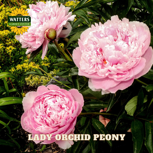 Three pink Lady Orchid Peony flowers with Watters Garden Center logo.