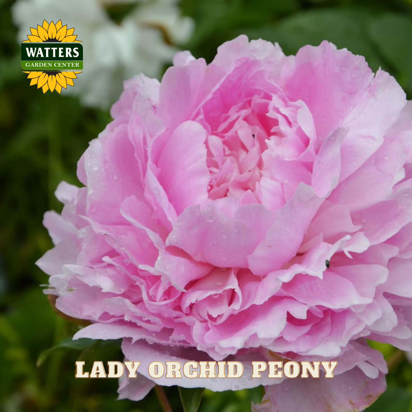 Pink peony flower with 'Watters Garden Center' logo and 'Lady Orchid Peony' text.