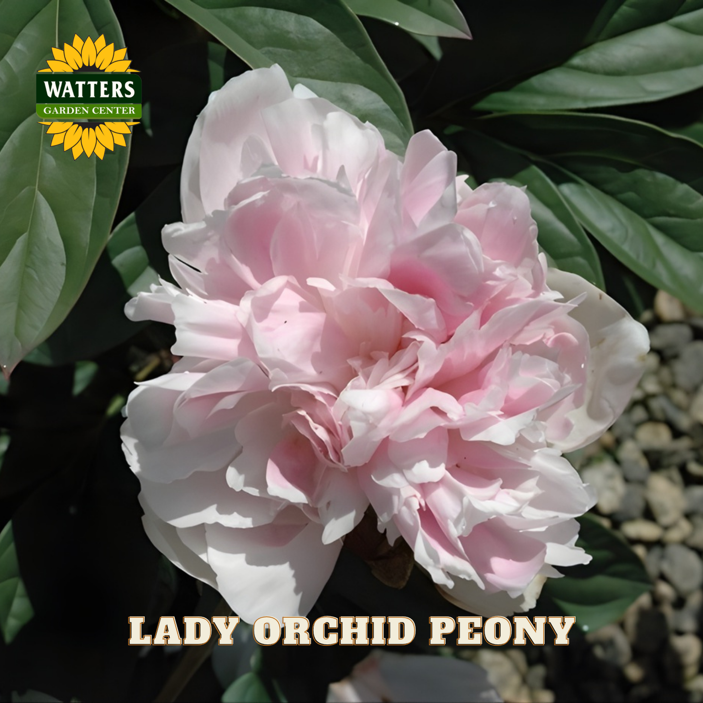 Pink Lady Orchid Peony flower with Watters Garden Center logo