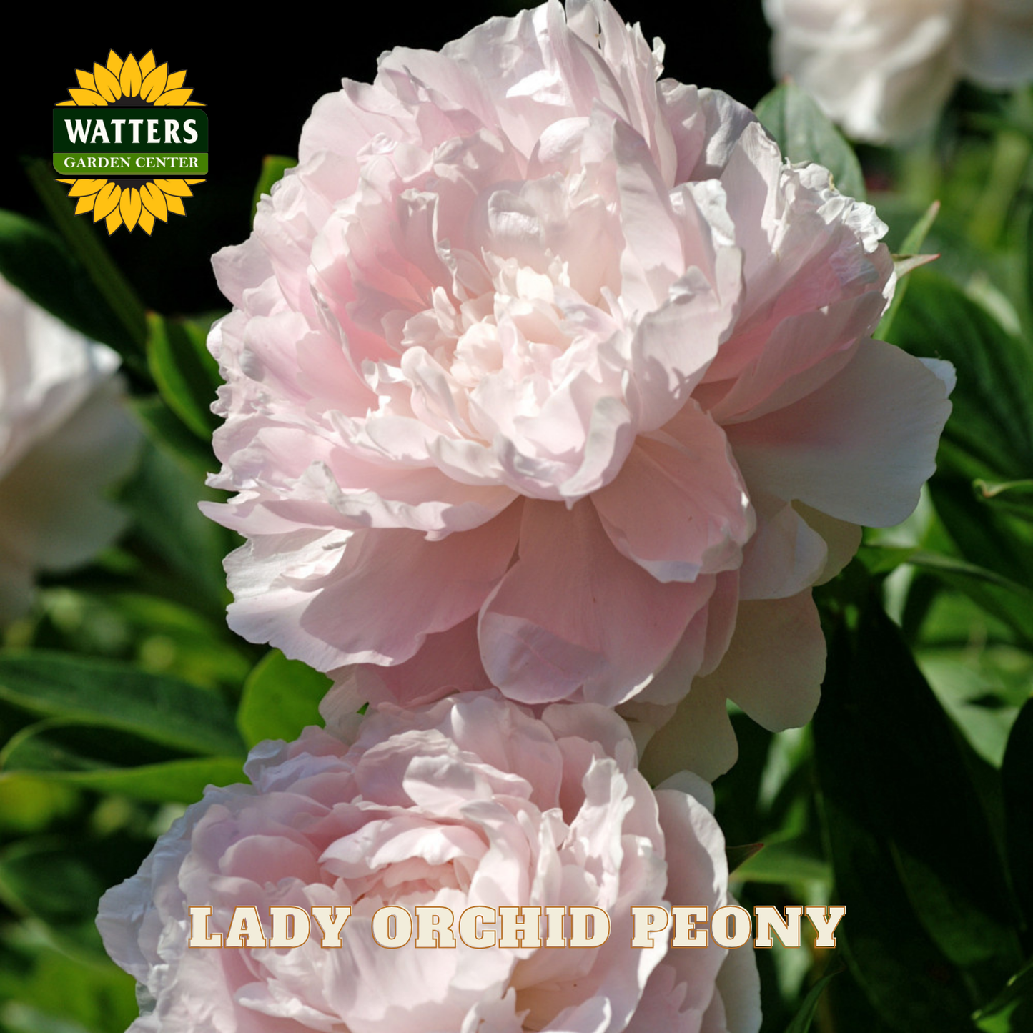 Pink peony flower with 'Watters Garden Center' logo and 'Lady Orchid Peony' text.