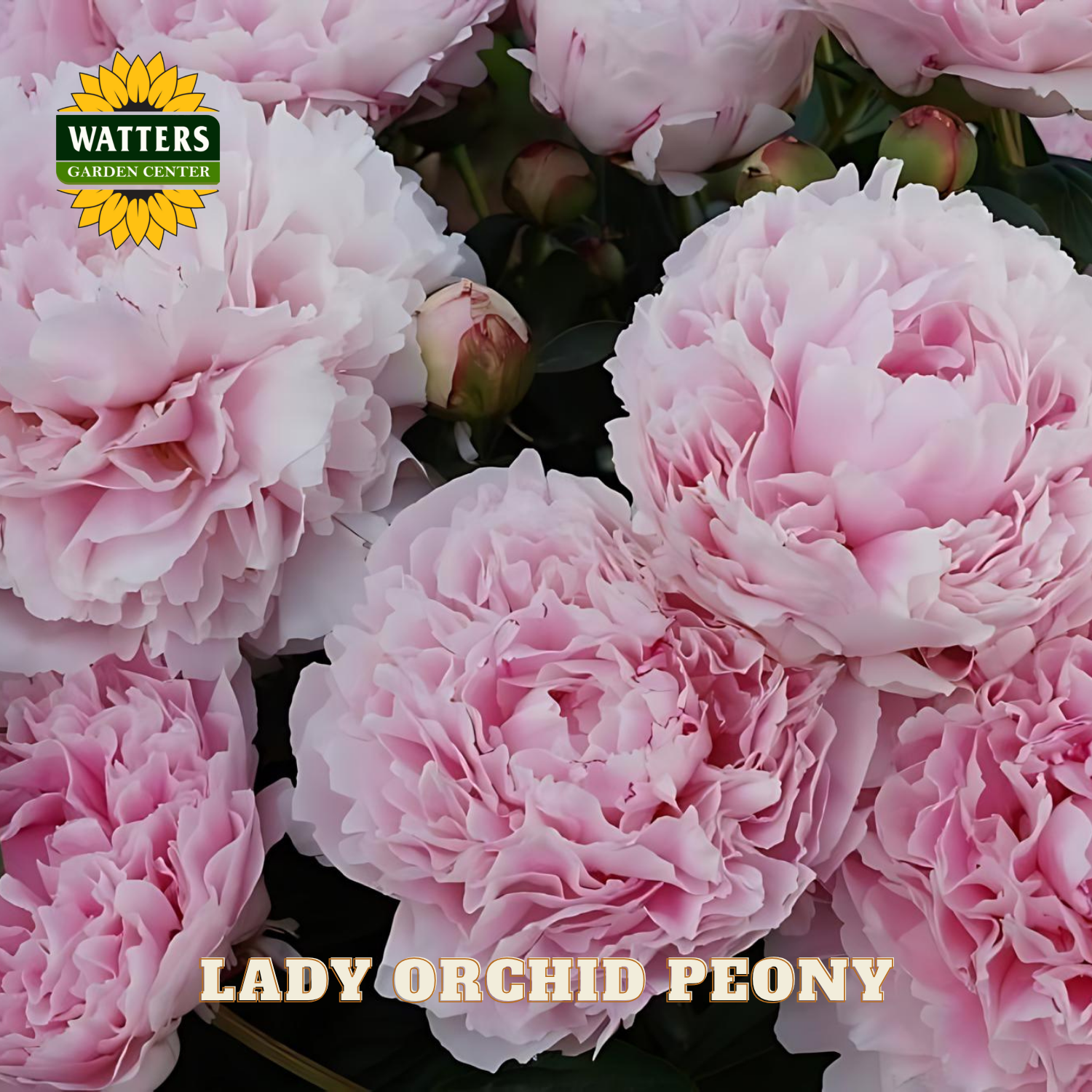 Pink peony flowers with 'Watters Garden Center' logo and 'Lady Orchid Peony' text.