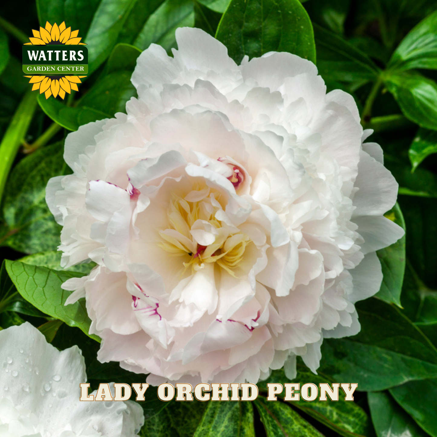 White peony flower with green leaves and Watters Garden Center branding.