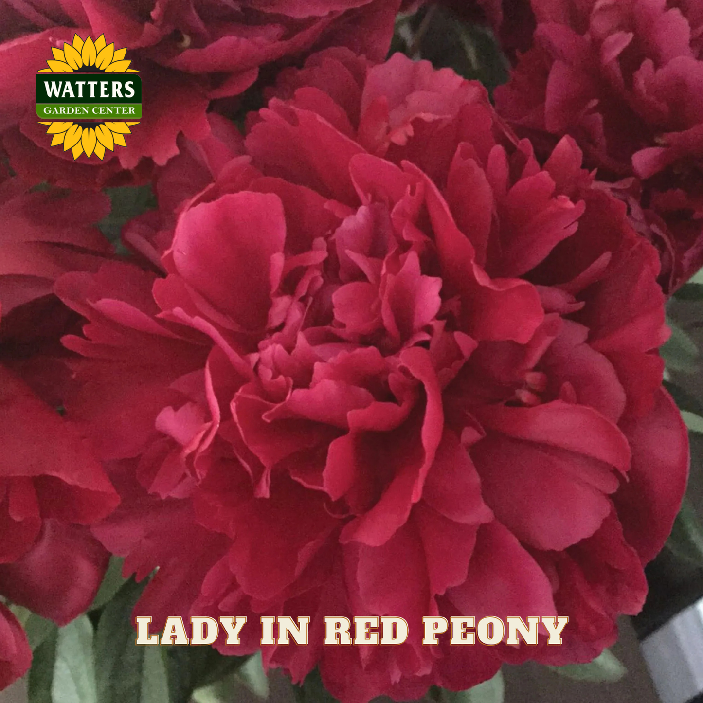 Red peony flowers with 'Watters Garden Center' logo and text 'Lady in Red Peony'.