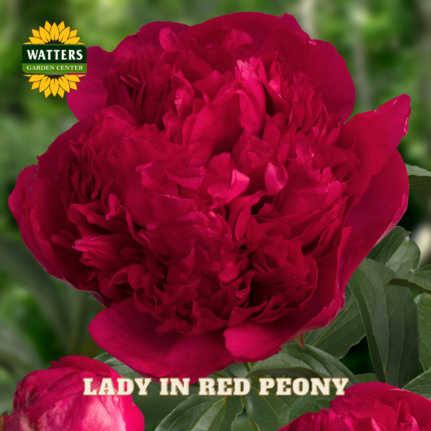 Red peony flower with 'Watters Garden Center' logo and 'Lady in Red Peony' text.