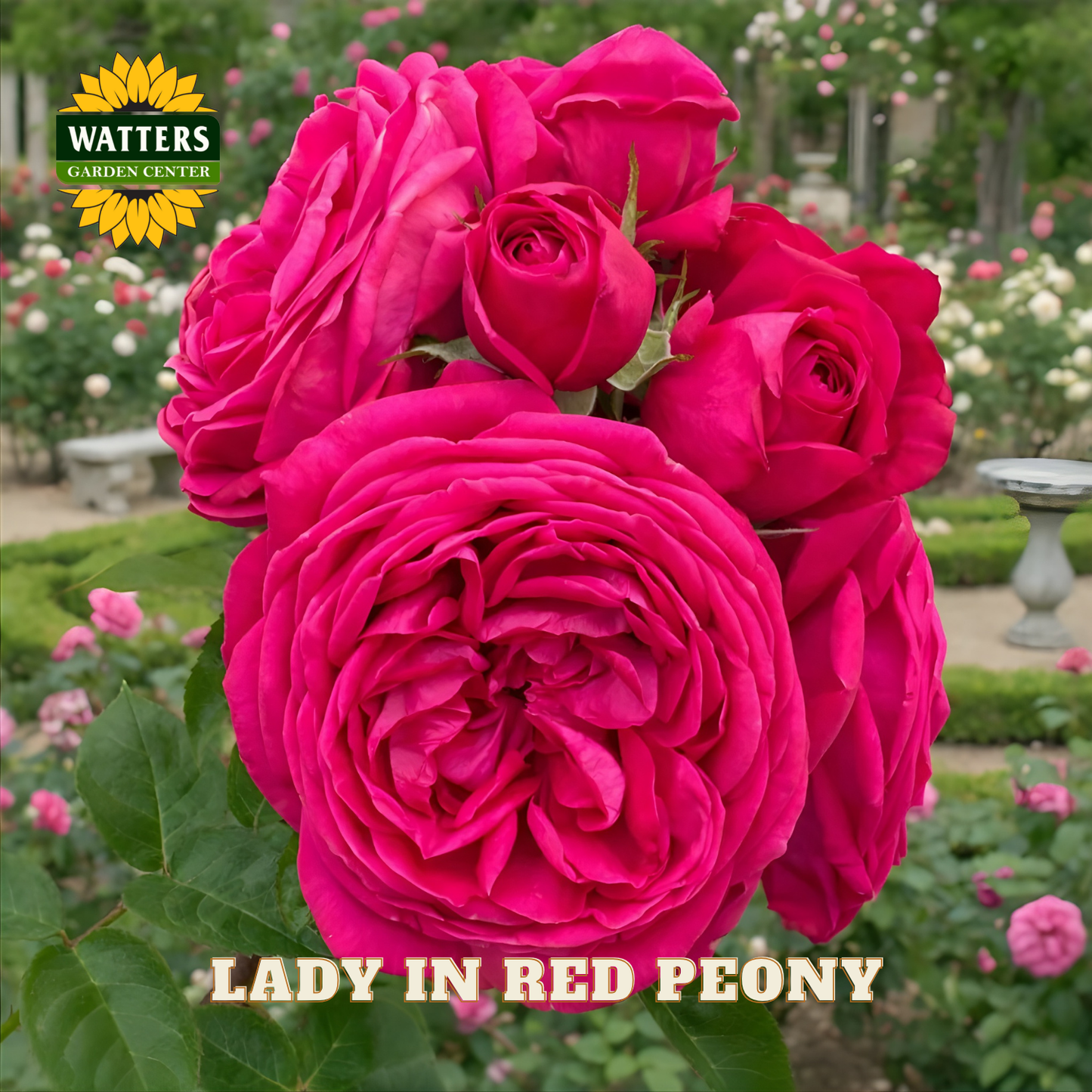 Bouquet of pink roses with 'Watters Garden Center' logo and 'Lady in Red Peony' text.