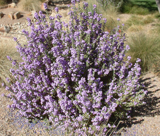 LANG LYNN'S EVERBLOOMING TEXAS SAGE 3gal