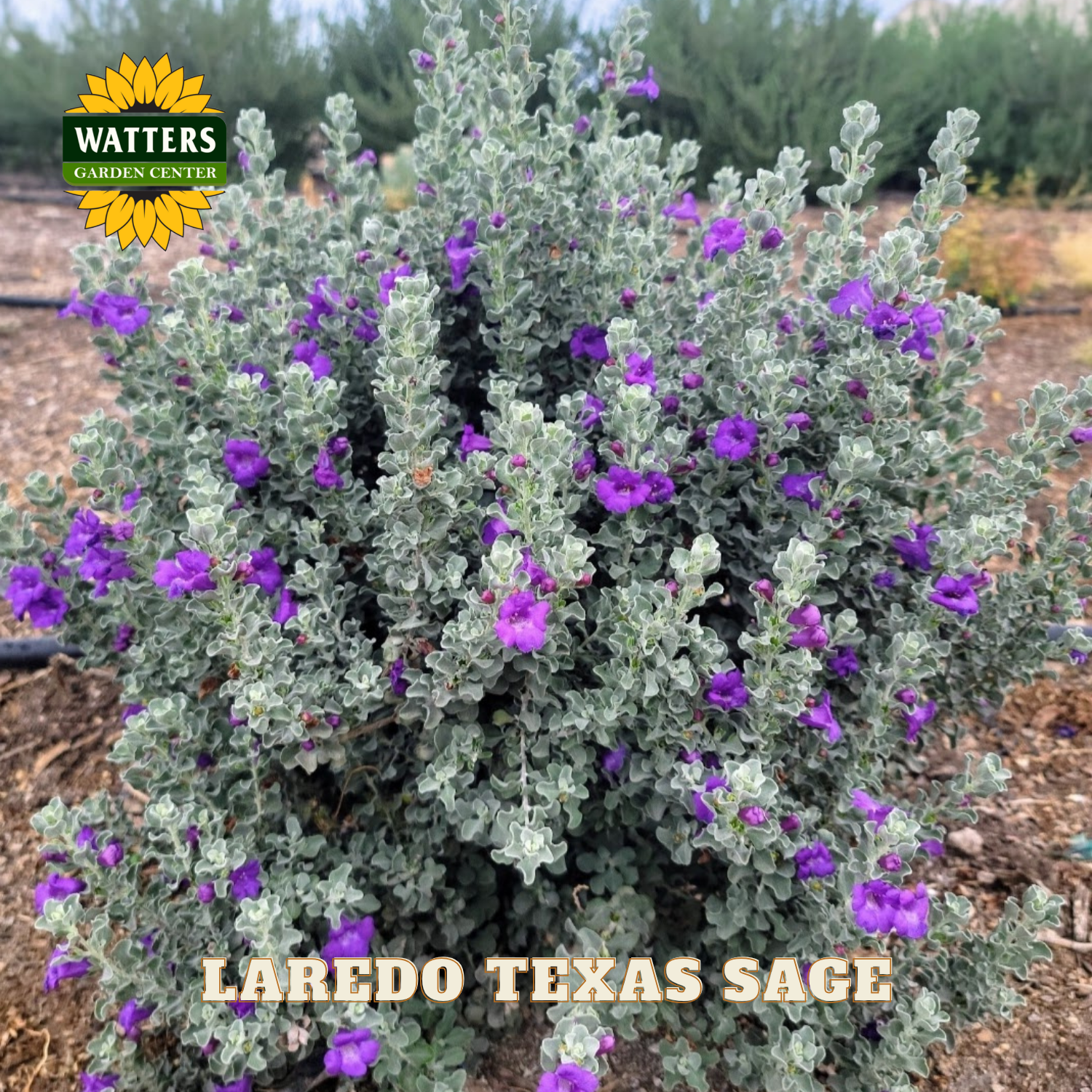 Laredo Texas Sage plant with purple flowers and Watters Garden Center logo.