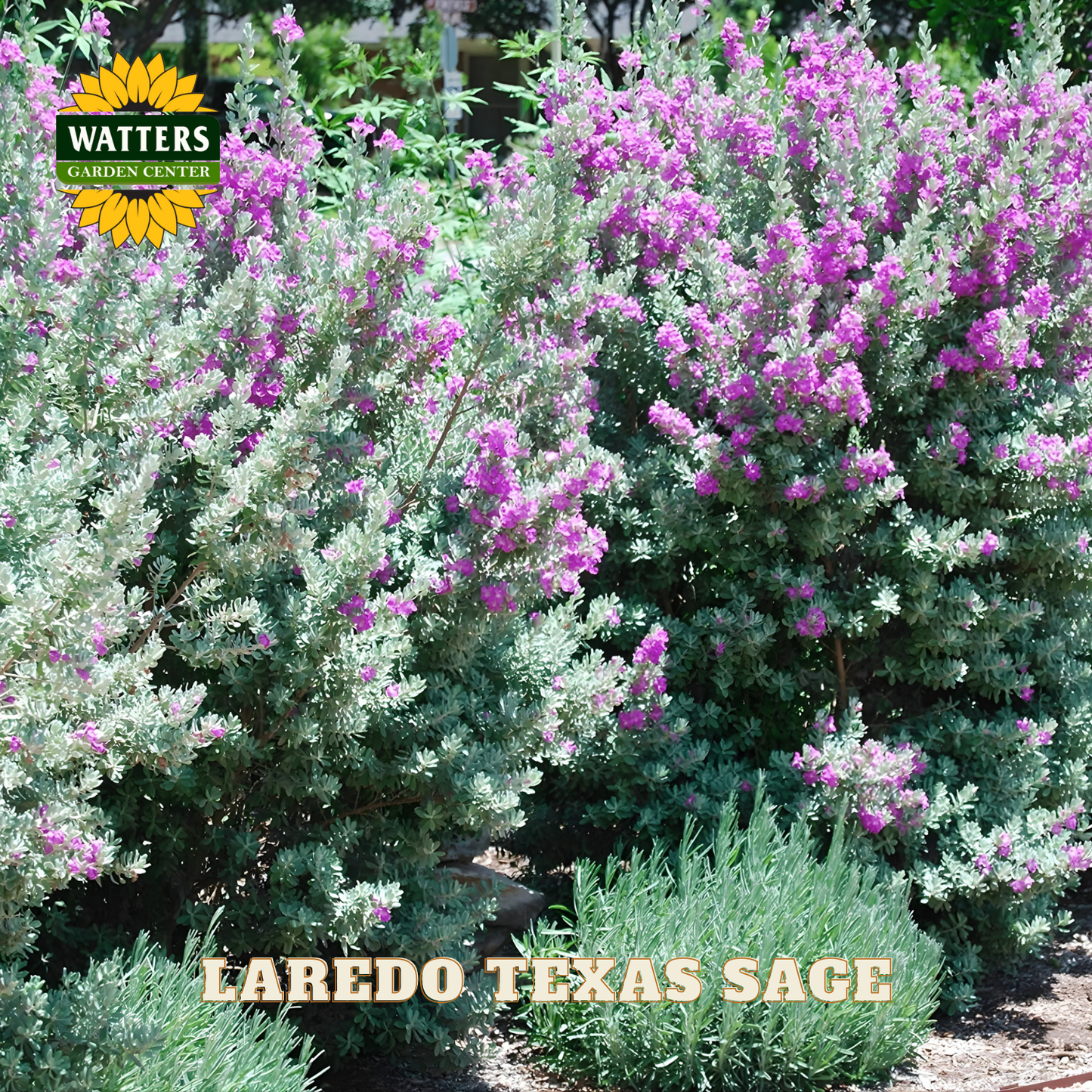 Laredo Texas Sage plants with purple flowers and green foliage, branded with Watters Garden Center.