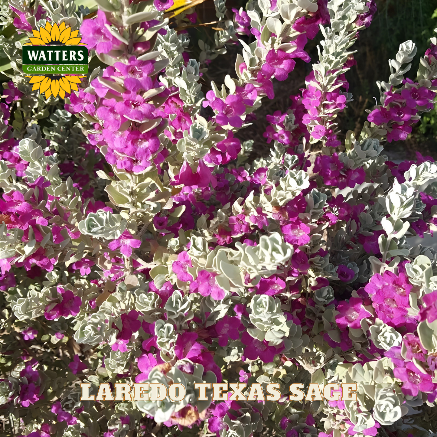Close-up of pink flowers with Watters Garden Center logo and 'Laredo Texas Sage' text.