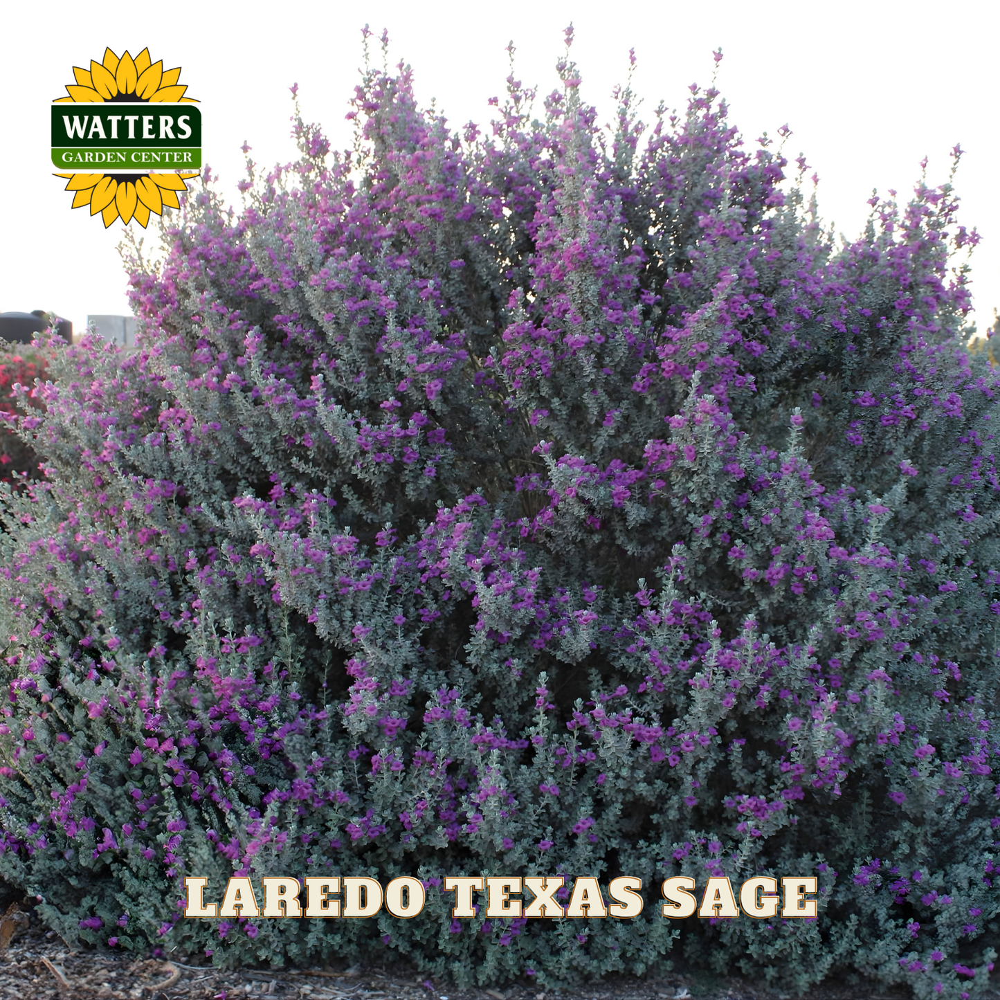 Laredo Texas Sage plant with purple flowers and Watters Garden Center logo.