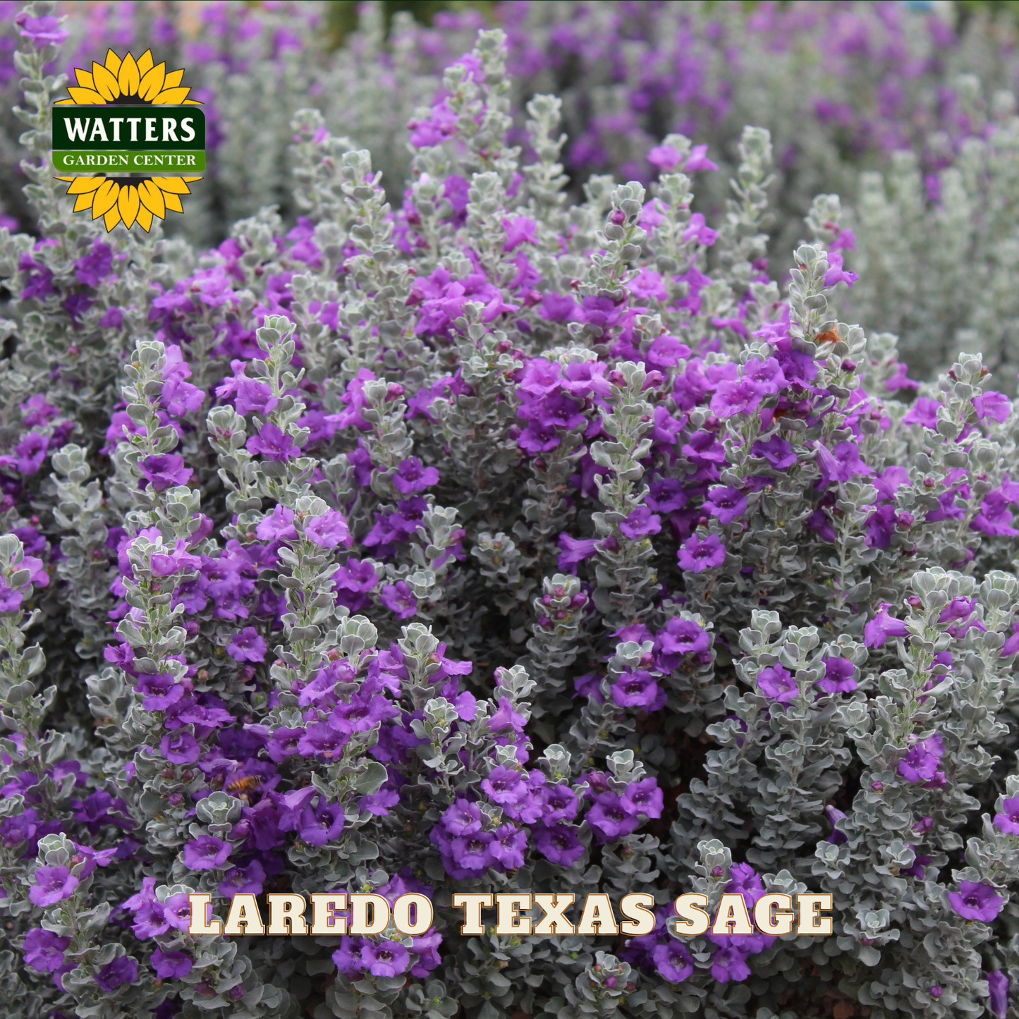 Laredo Texas Sage plants with purple flowers and Watters Garden Center branding.